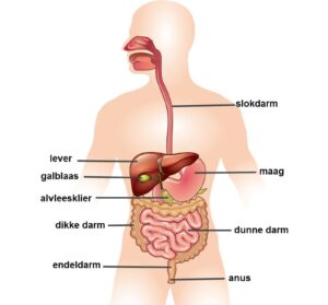 darmbacteriën depressie relatiecrisis